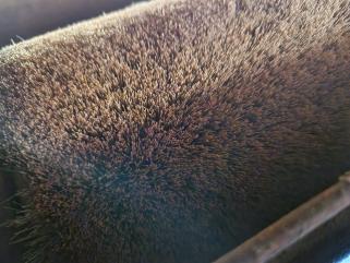 Szczotkarka,postarzarka ,strukturyzarka, szlifierka taśmowa VEB